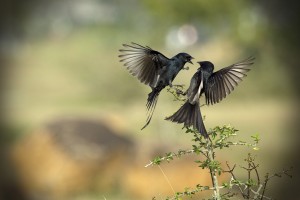 ♥ The Drongo Love ♥ Happy Valentine's Day ♥