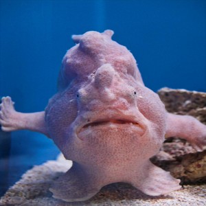 This is a fish.