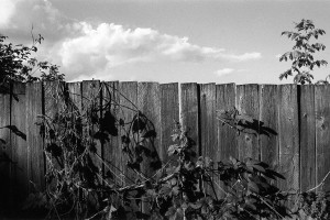 Fence with ivy