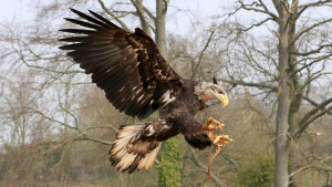 Bald Eagle Landing